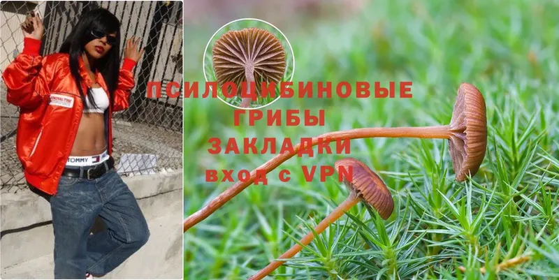 OMG ТОР  купить   Новокузнецк  Галлюциногенные грибы Psilocybine cubensis 